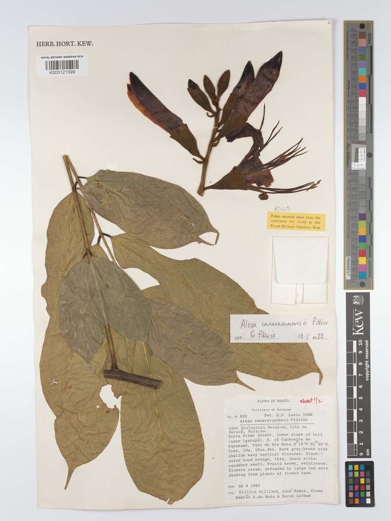 Alexa canaracunensis photo 2