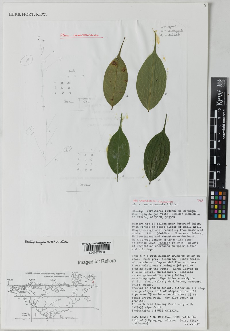 Alexa canaracunensis photo 3