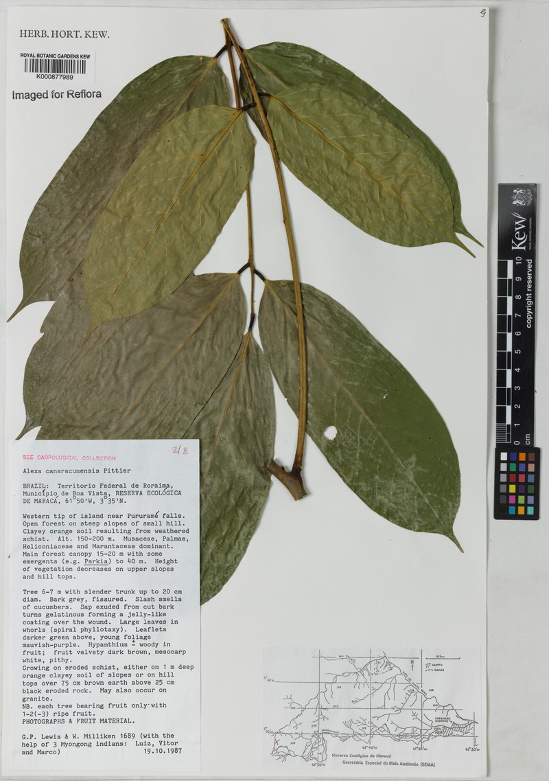 Alexa canaracunensis photo 4