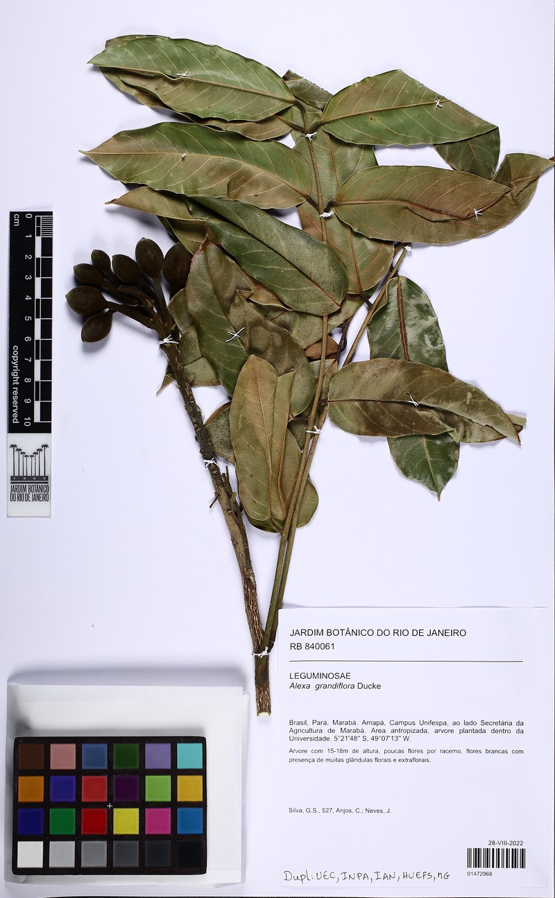 Alexa grandiflora