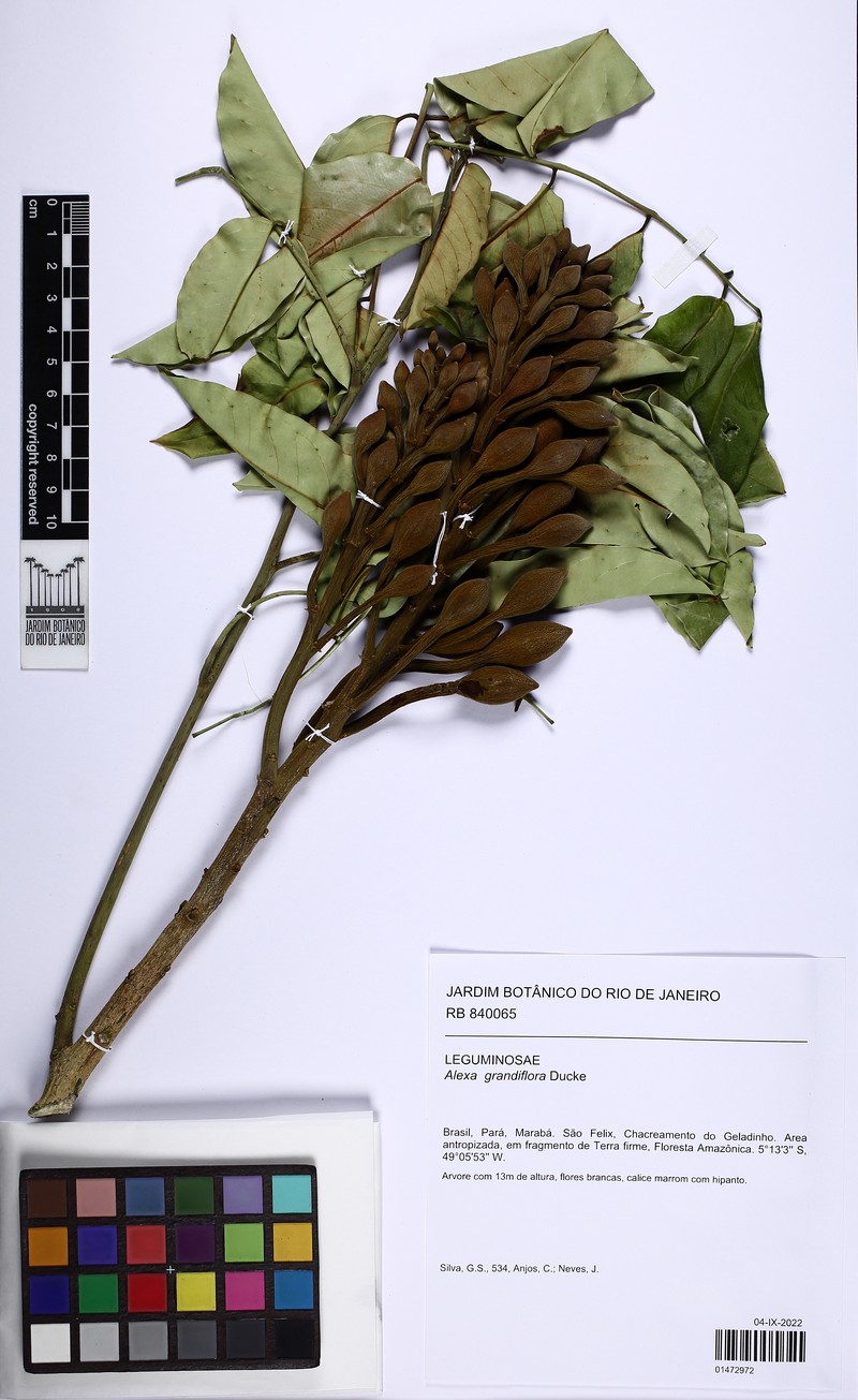 Alexa grandiflora photo 2