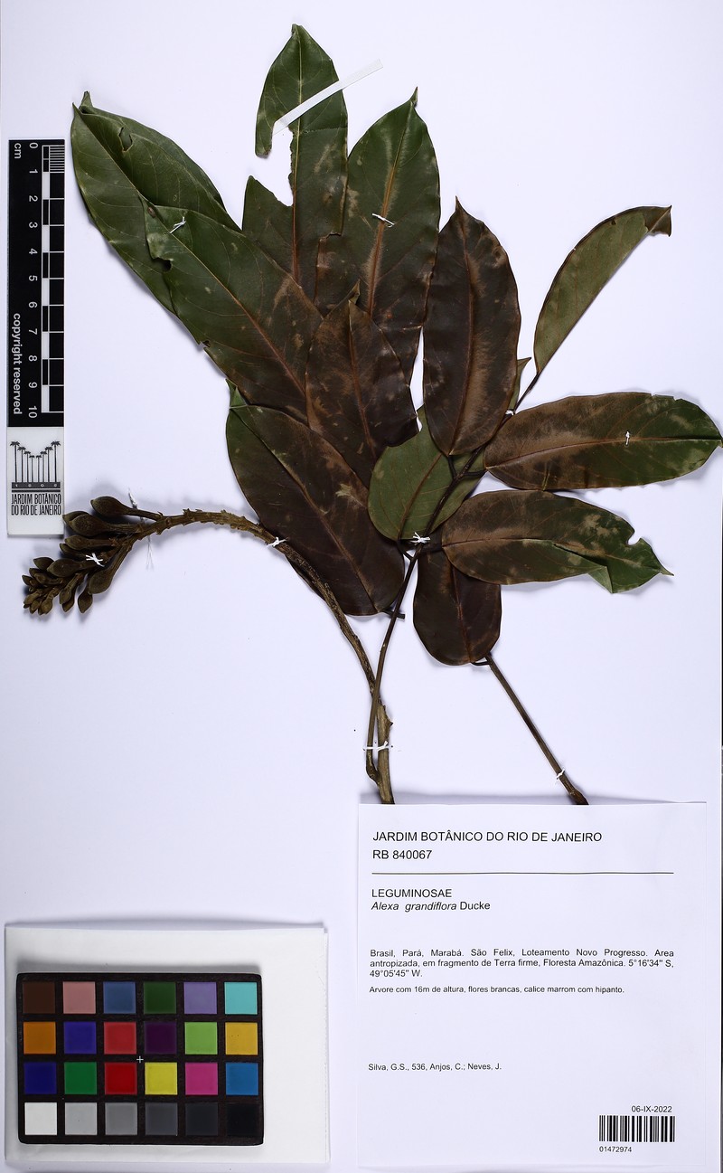 Alexa grandiflora photo 3