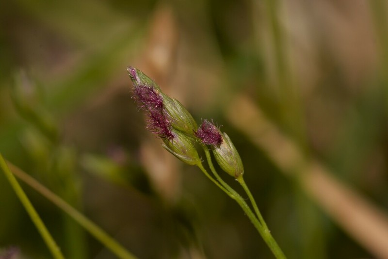 Alexfloydia repens photo 2