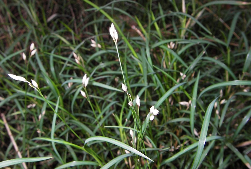 Alexfloydia repens photo 4
