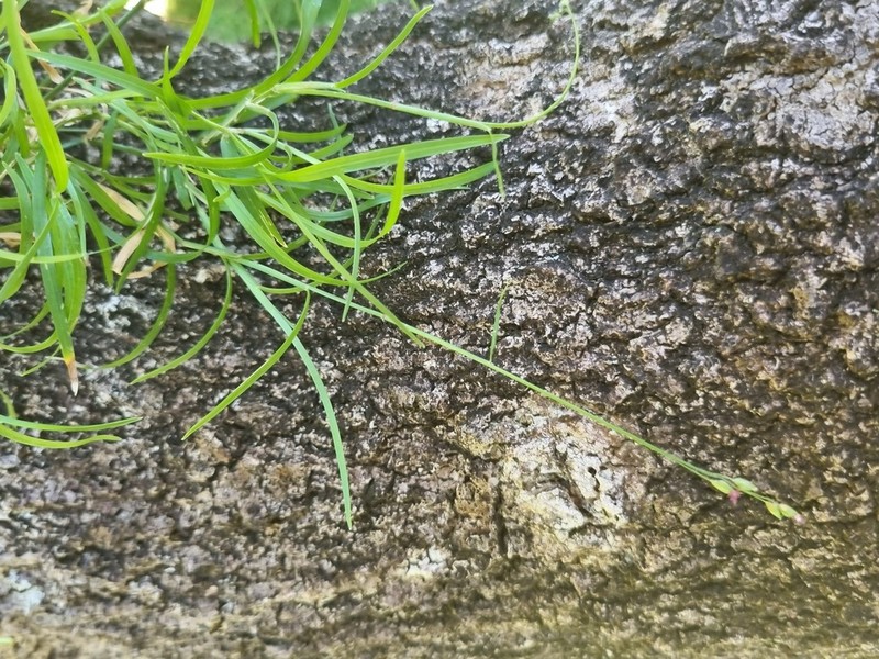 Alexfloydia repens photo 5