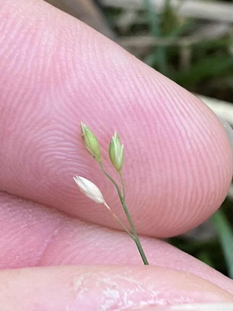 Alexfloydia repens photo 7