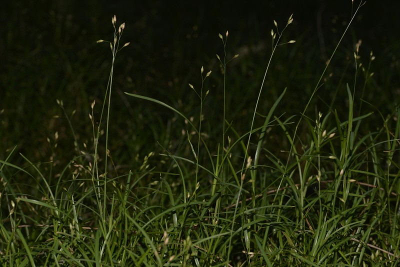 Alexfloydia repens photo 8