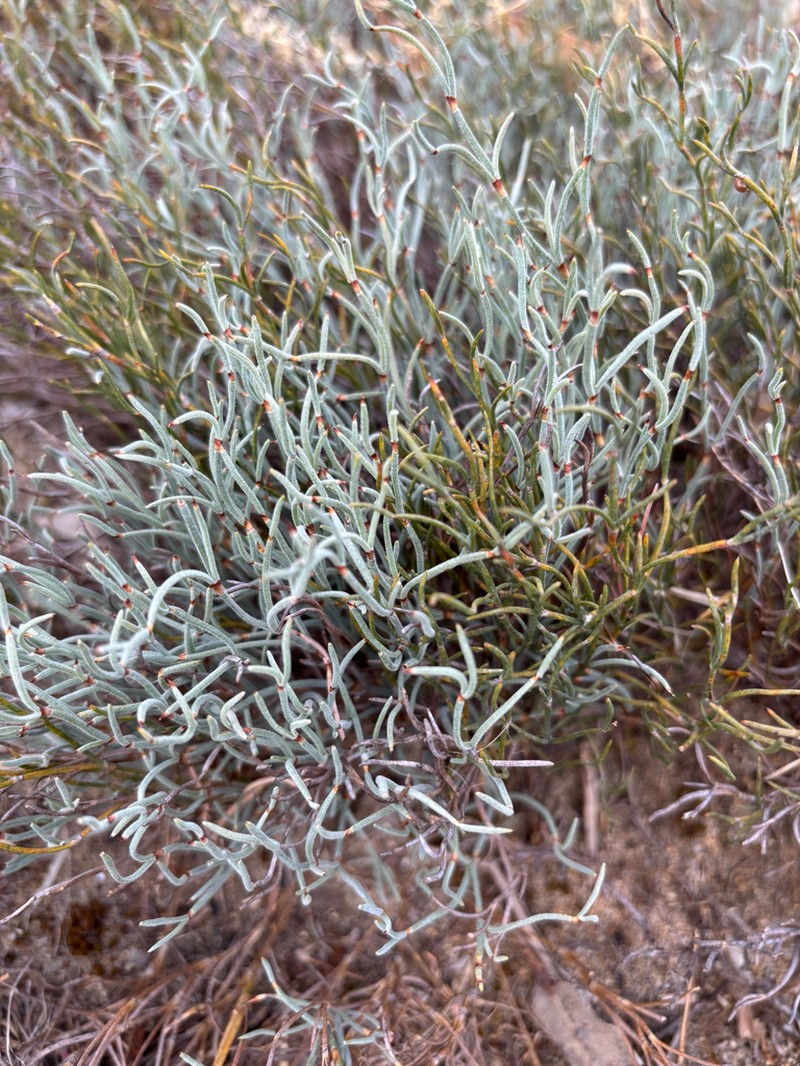 Alexgeorgea nitens