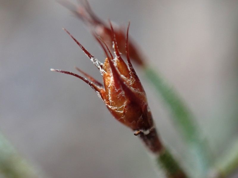 Alexgeorgea nitens photo 2