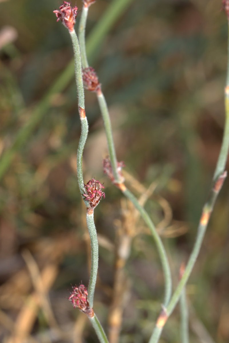 Alexgeorgea nitens photo 3