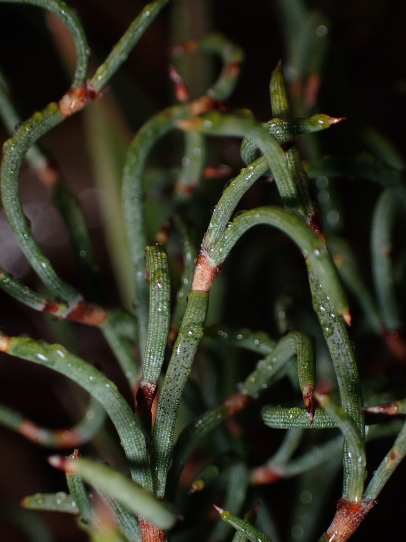 Alexgeorgea nitens photo 4