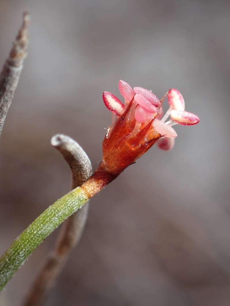 Alexgeorgea nitens photo 5