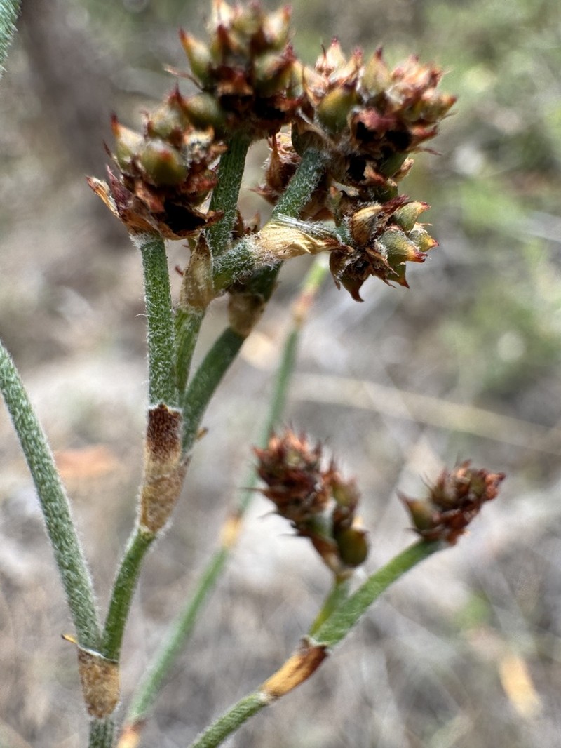 Alexgeorgea nitens photo 6