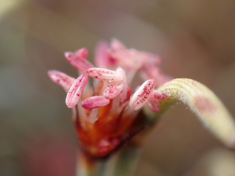Alexgeorgea nitens photo 7