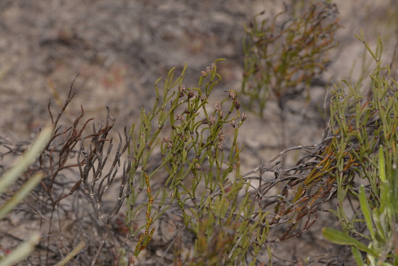 Alexgeorgea nitens photo 8