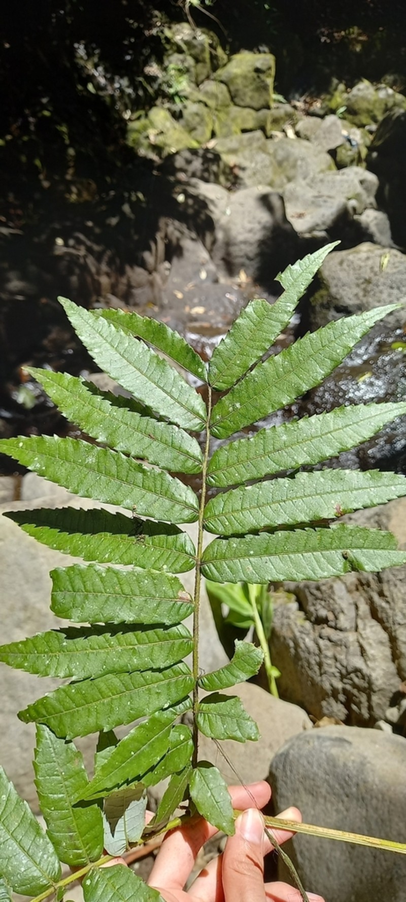 Alfaroa costaricensis photo 2