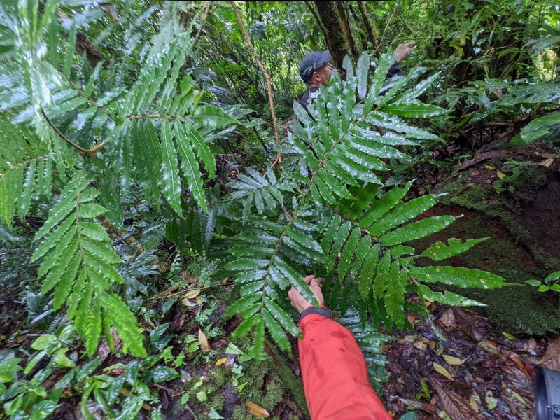 Alfaroa costaricensis photo 3