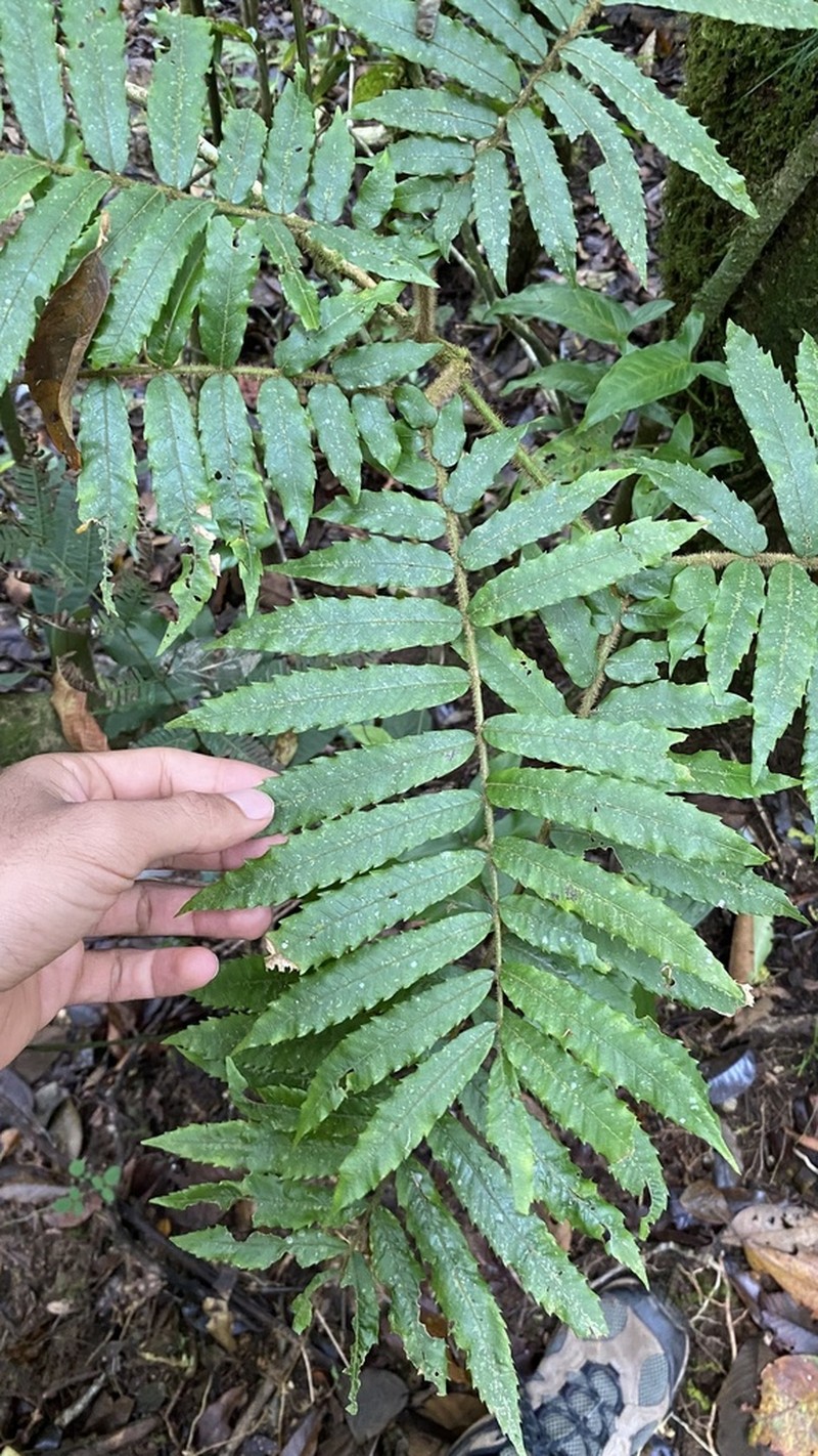 Alfaroa costaricensis photo 4