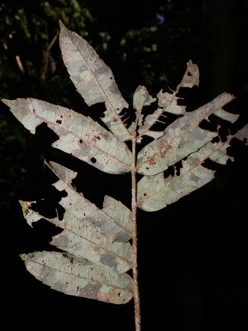 Alfaroa costaricensis photo 5