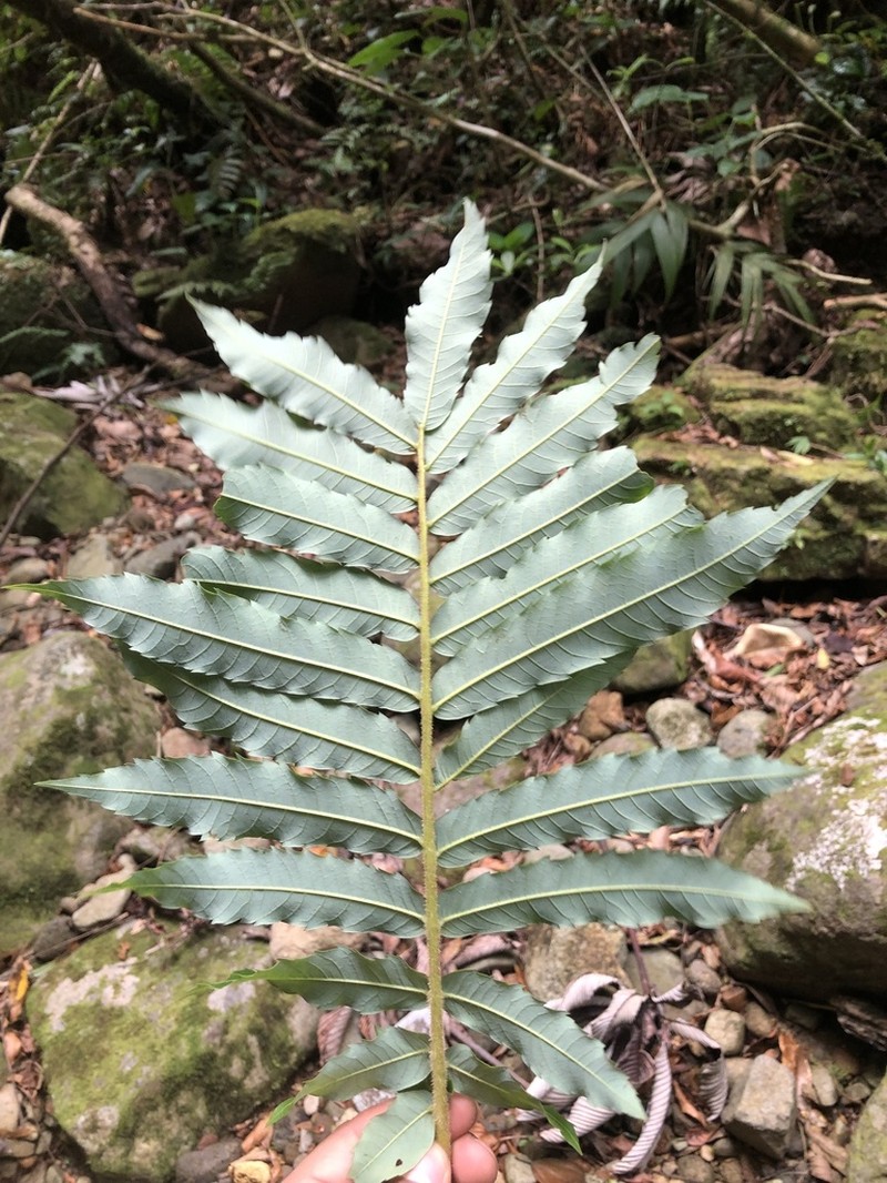 Alfaroa costaricensis photo 6