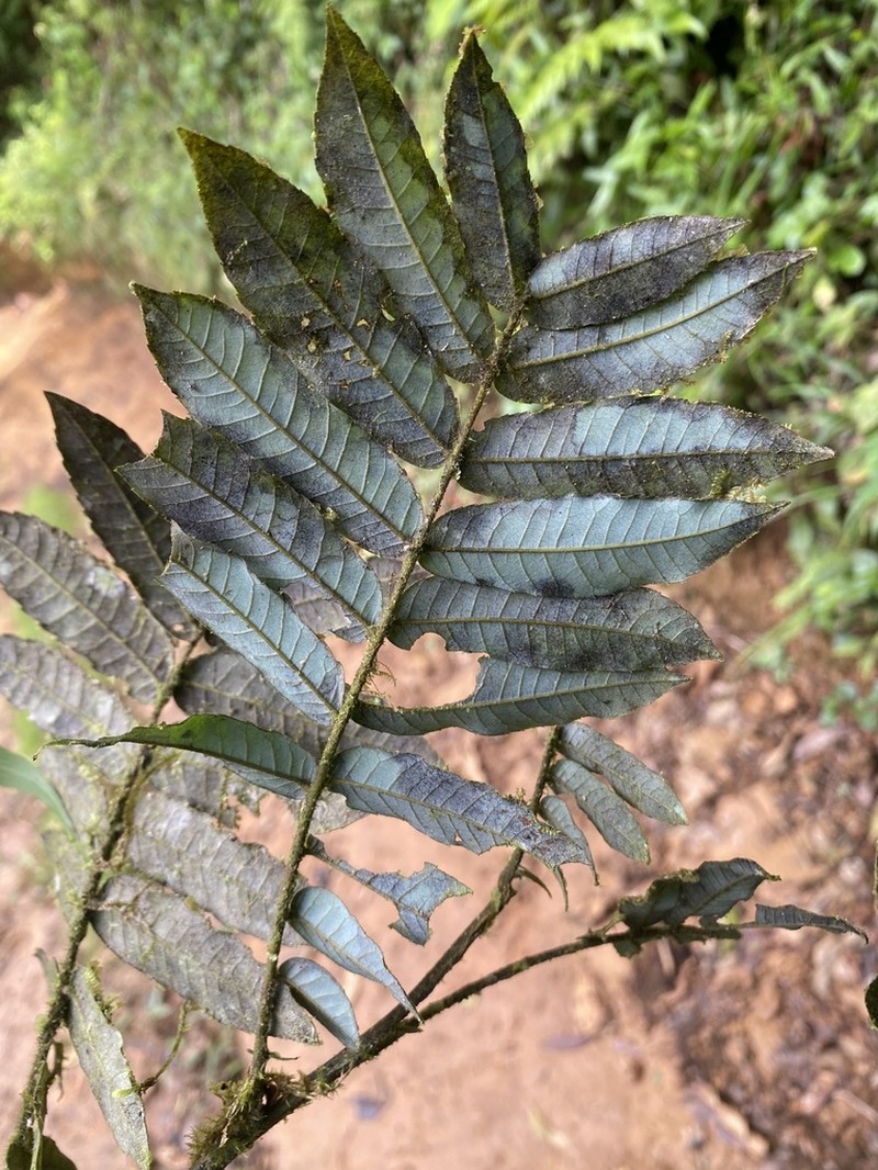 Alfaroa costaricensis photo 7