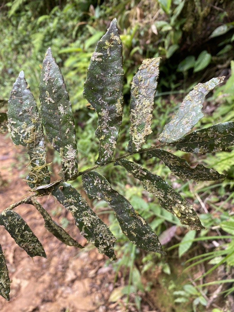 Alfaroa costaricensis photo 8