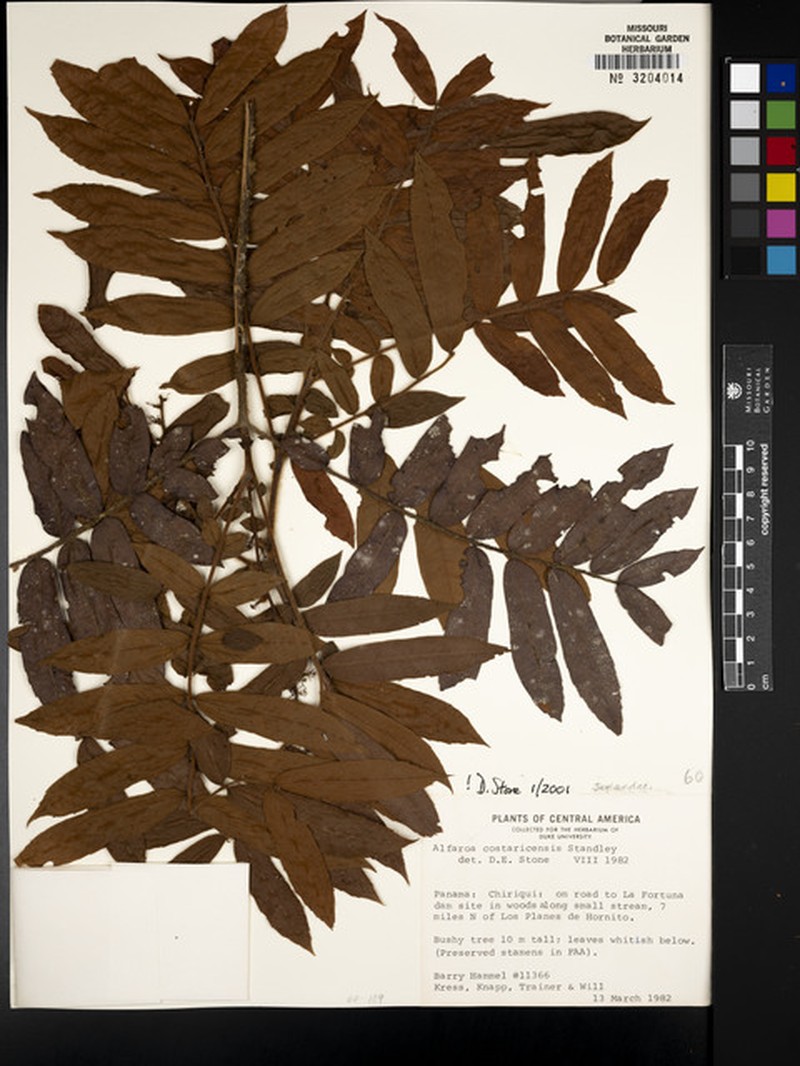 Alfaroa costaricensis subsp. costaricensis