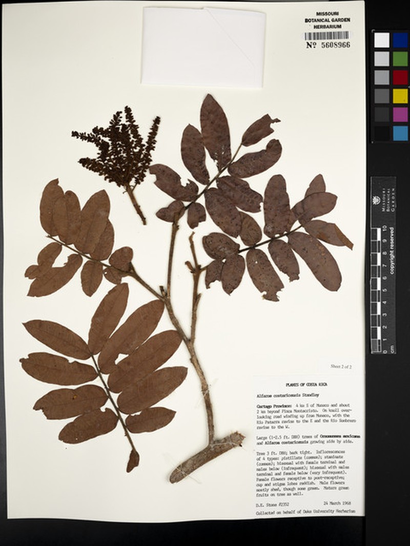 Alfaroa costaricensis subsp. costaricensis photo 2