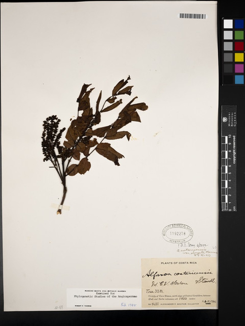 Alfaroa costaricensis subsp. costaricensis photo 3