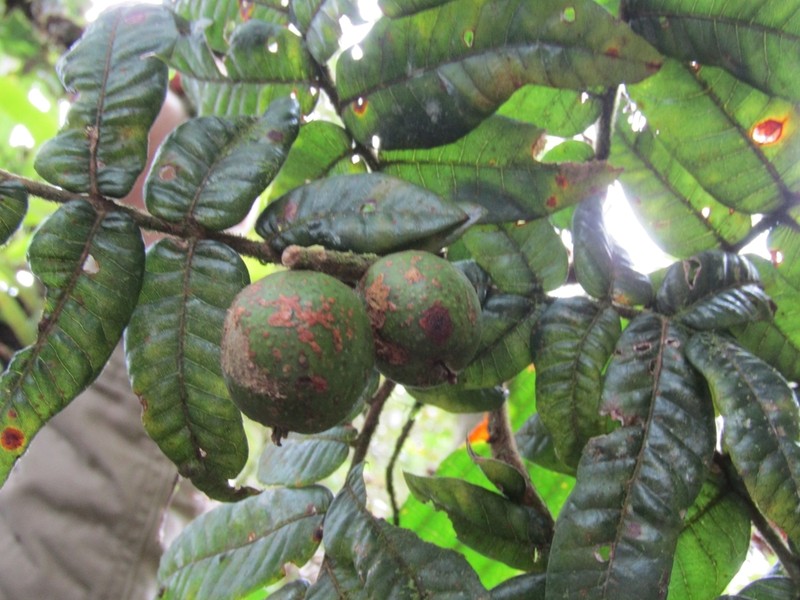 Alfaroa hondurensis photo 2