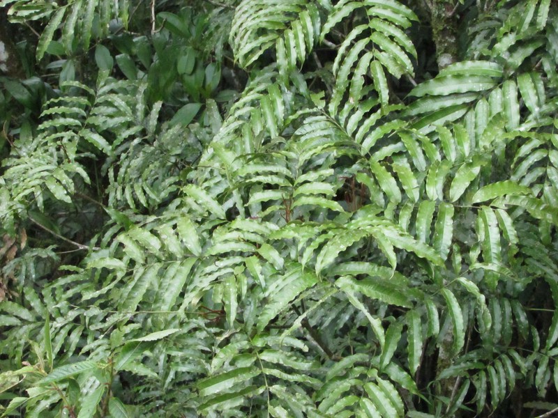 Alfaroa mexicana