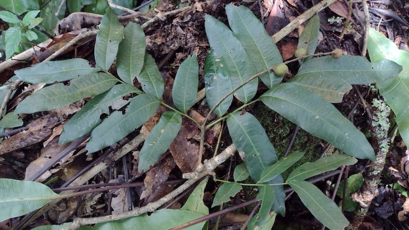 Alfaroa williamsii