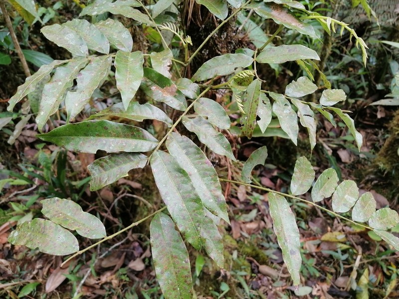Alfaroa williamsii photo 2