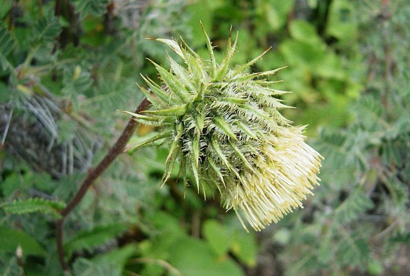 Alfredia acantholepis photo 2