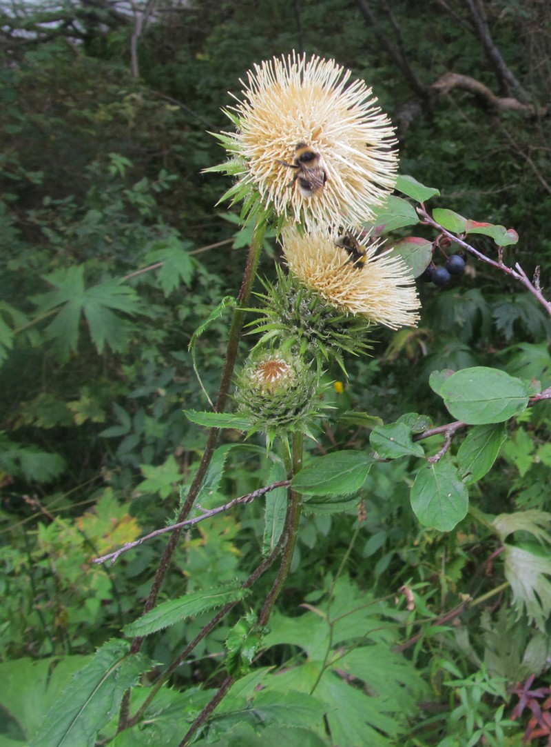 Alfredia acantholepis photo 3