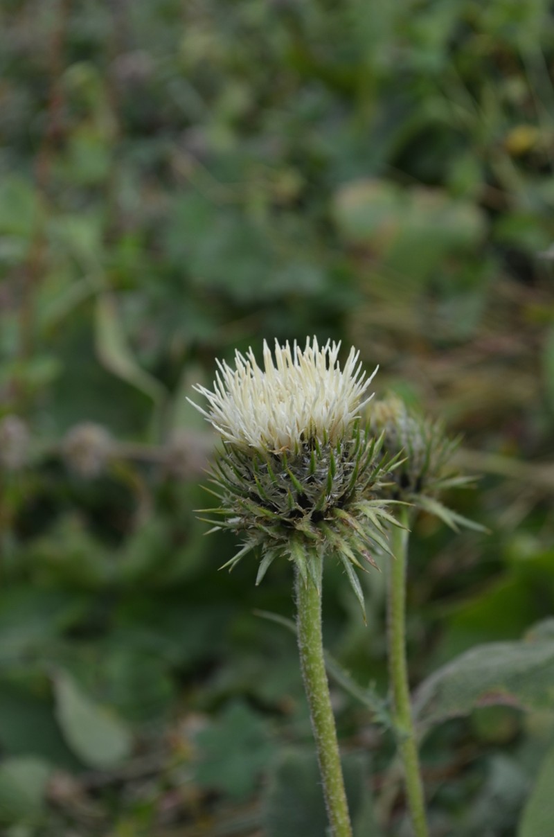 Alfredia acantholepis photo 4