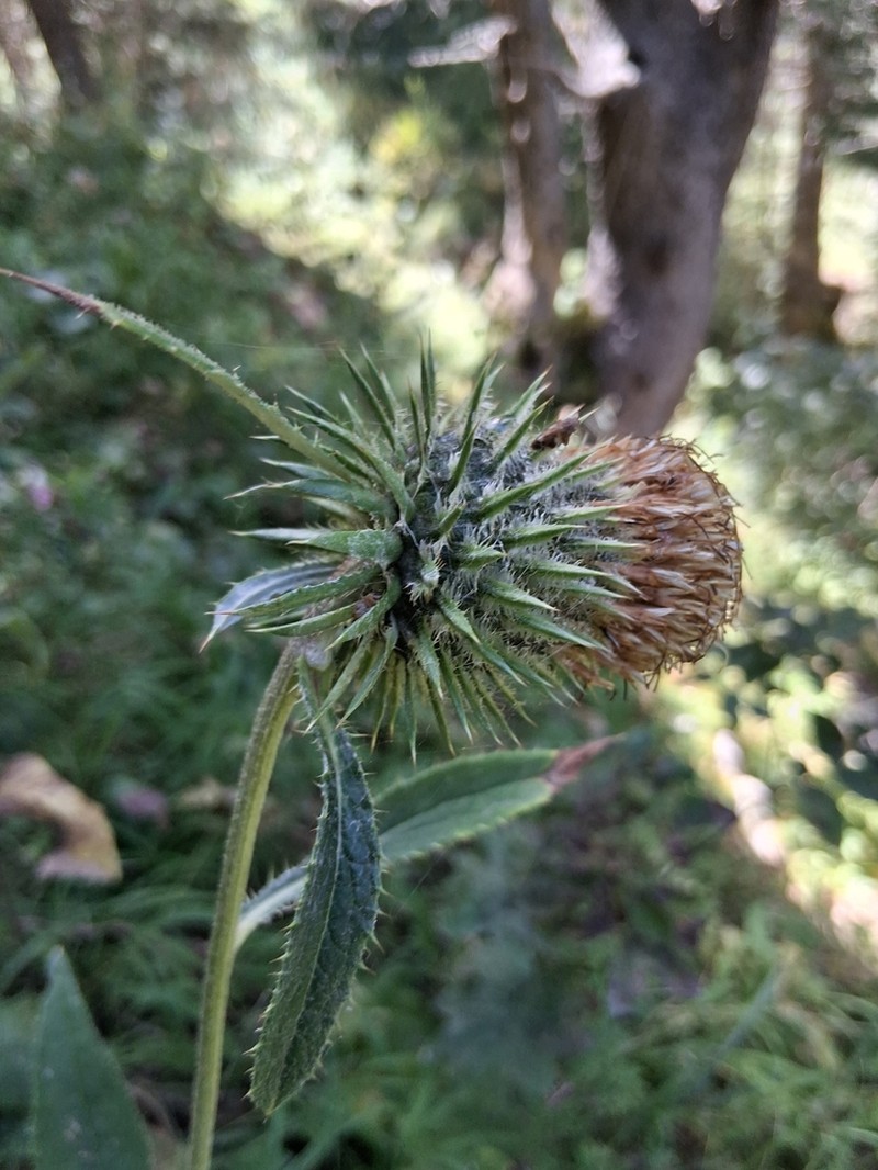 Alfredia acantholepis photo 5