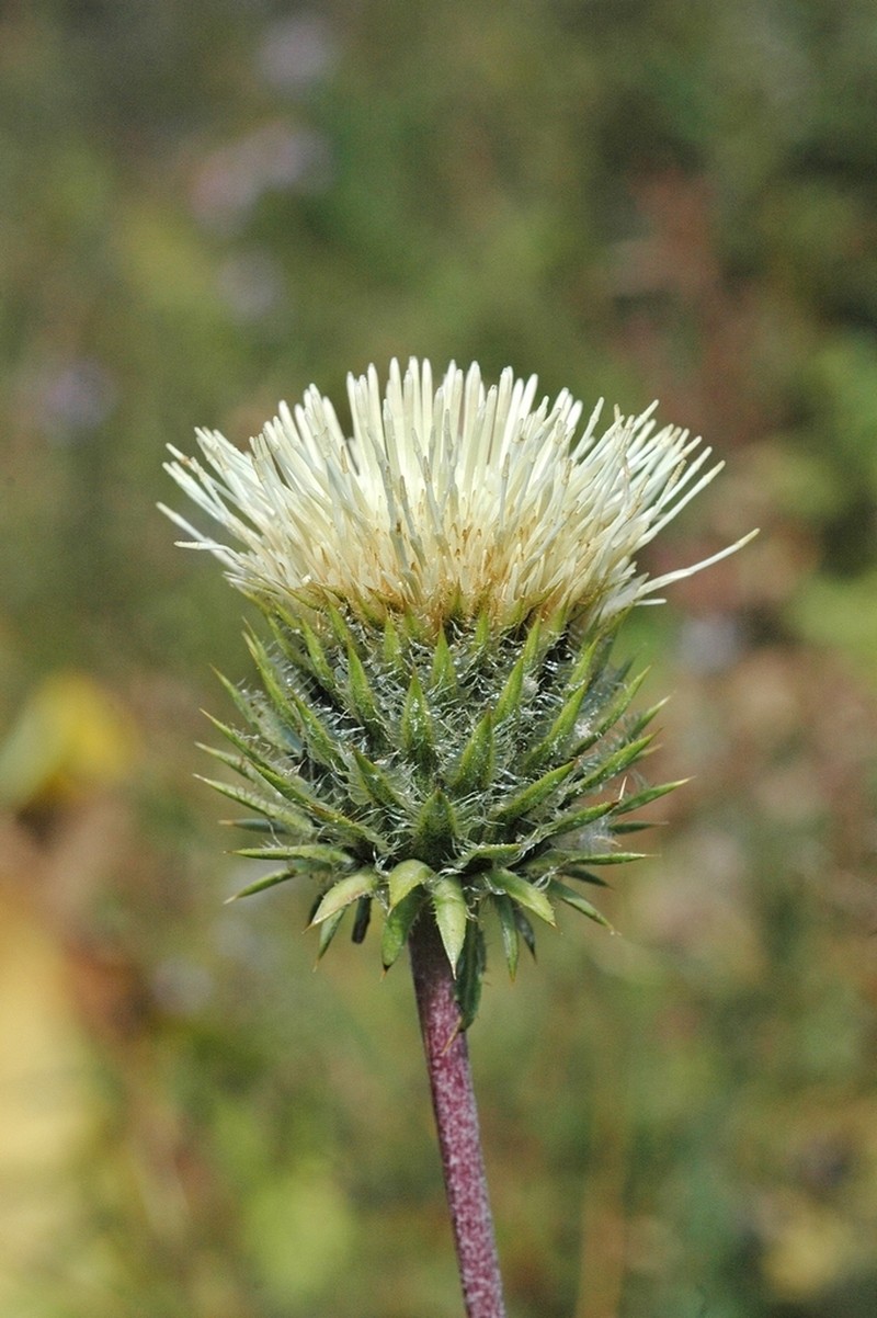 Alfredia acantholepis photo 7