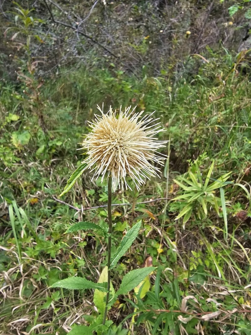 Alfredia acantholepis photo 8