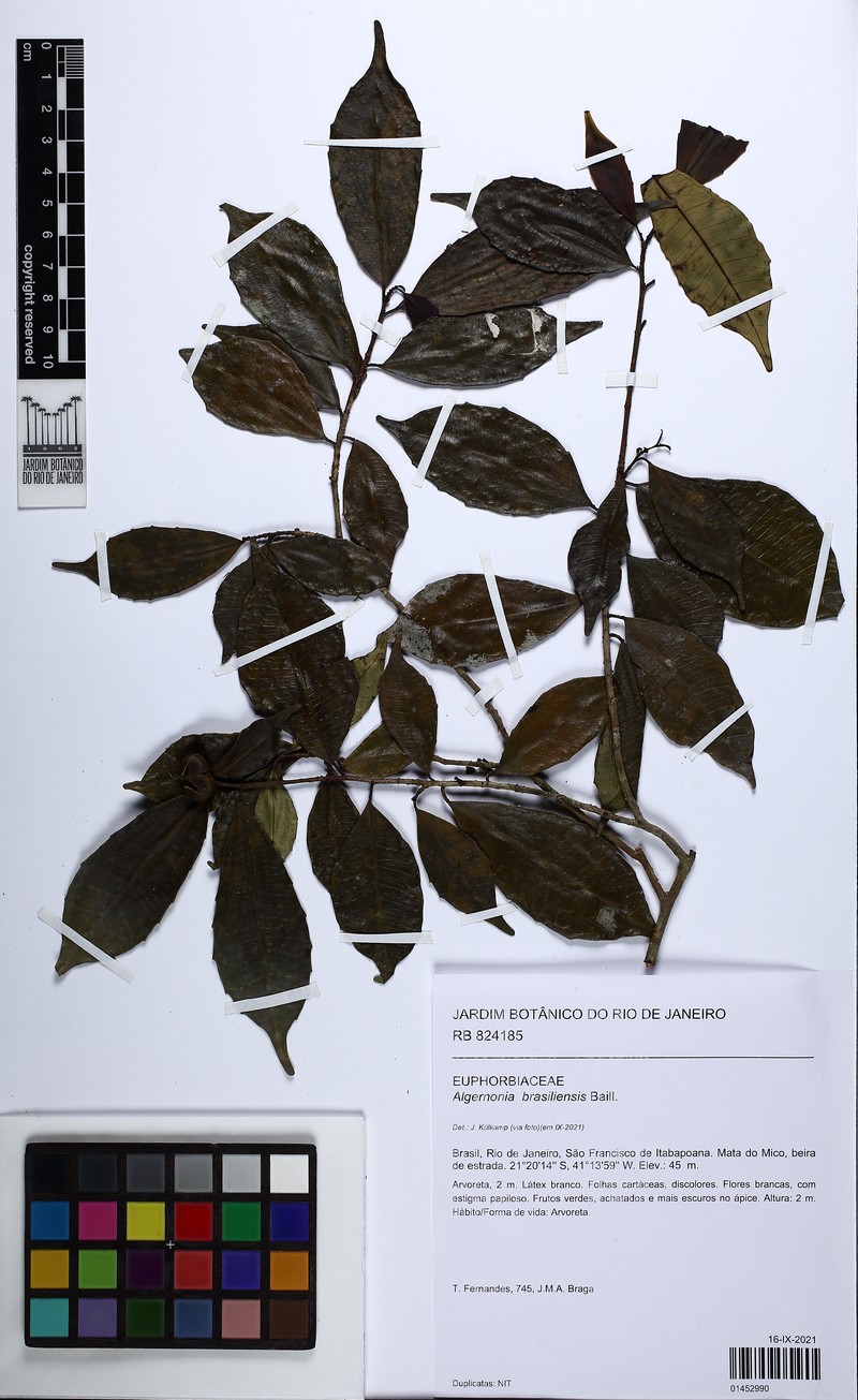 Algernonia brasiliensis