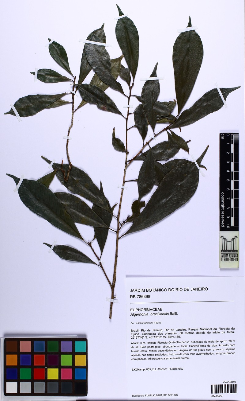 Algernonia brasiliensis photo 2