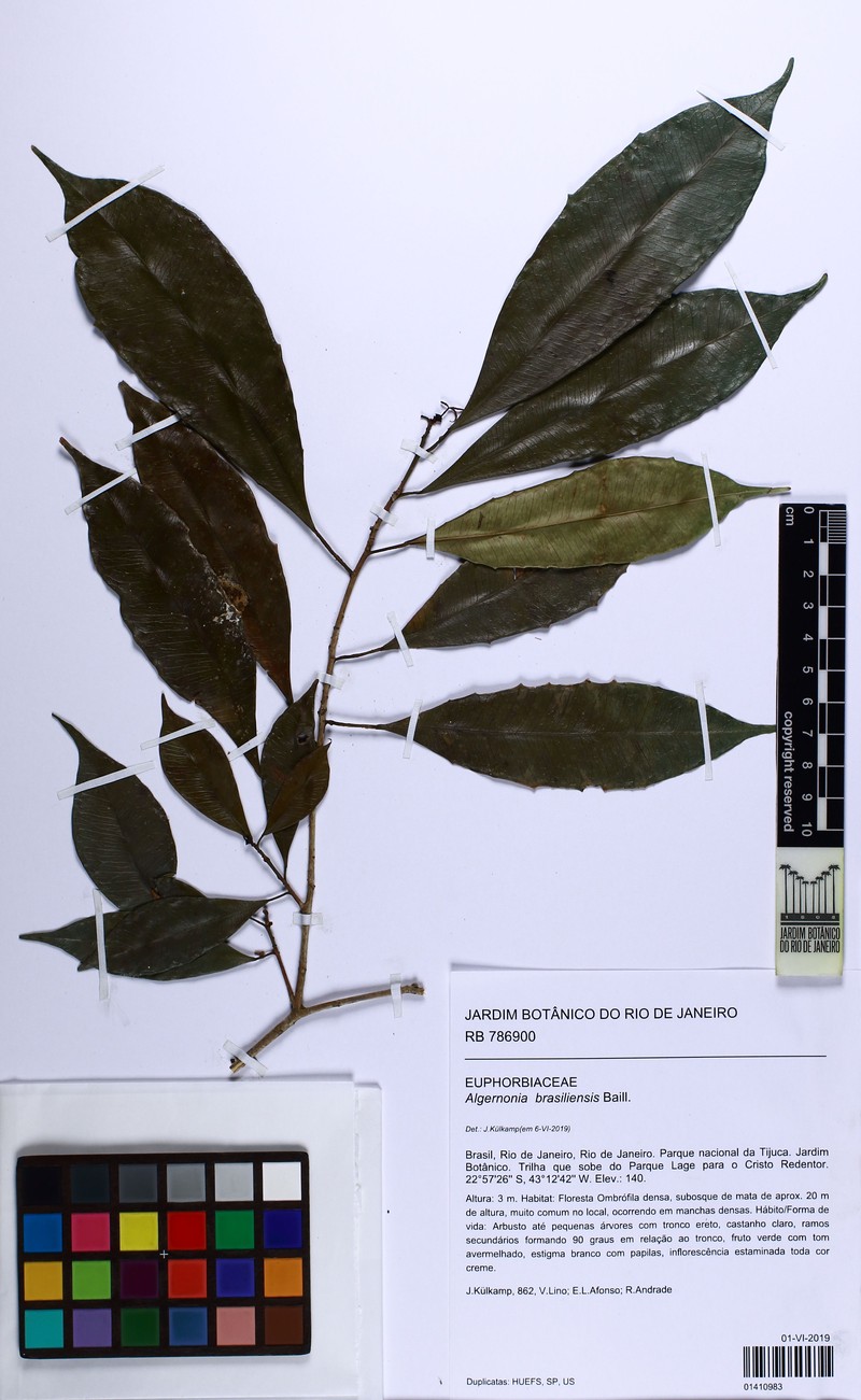 Algernonia brasiliensis photo 3