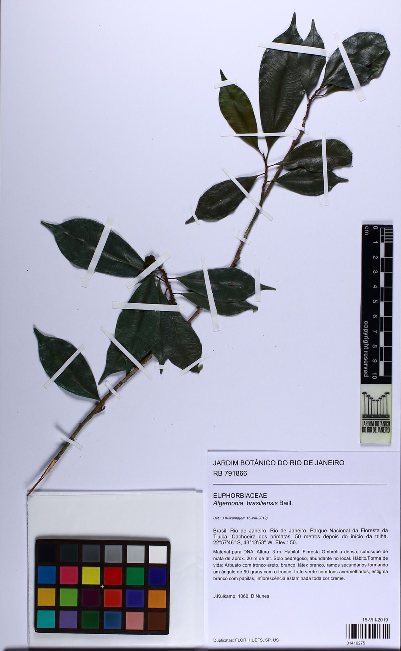 Algernonia brasiliensis photo 4