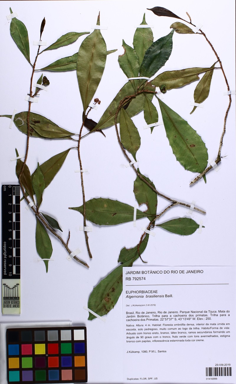 Algernonia brasiliensis photo 5