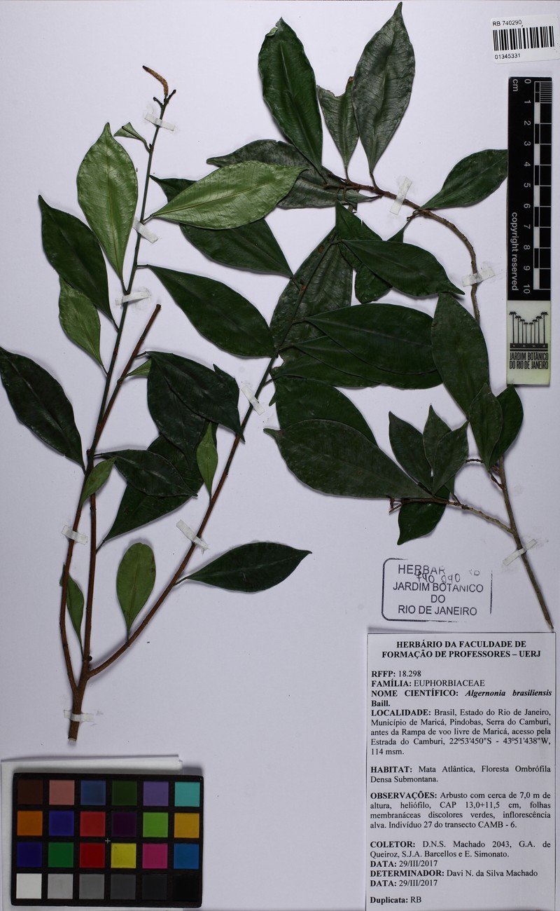 Algernonia brasiliensis photo 6