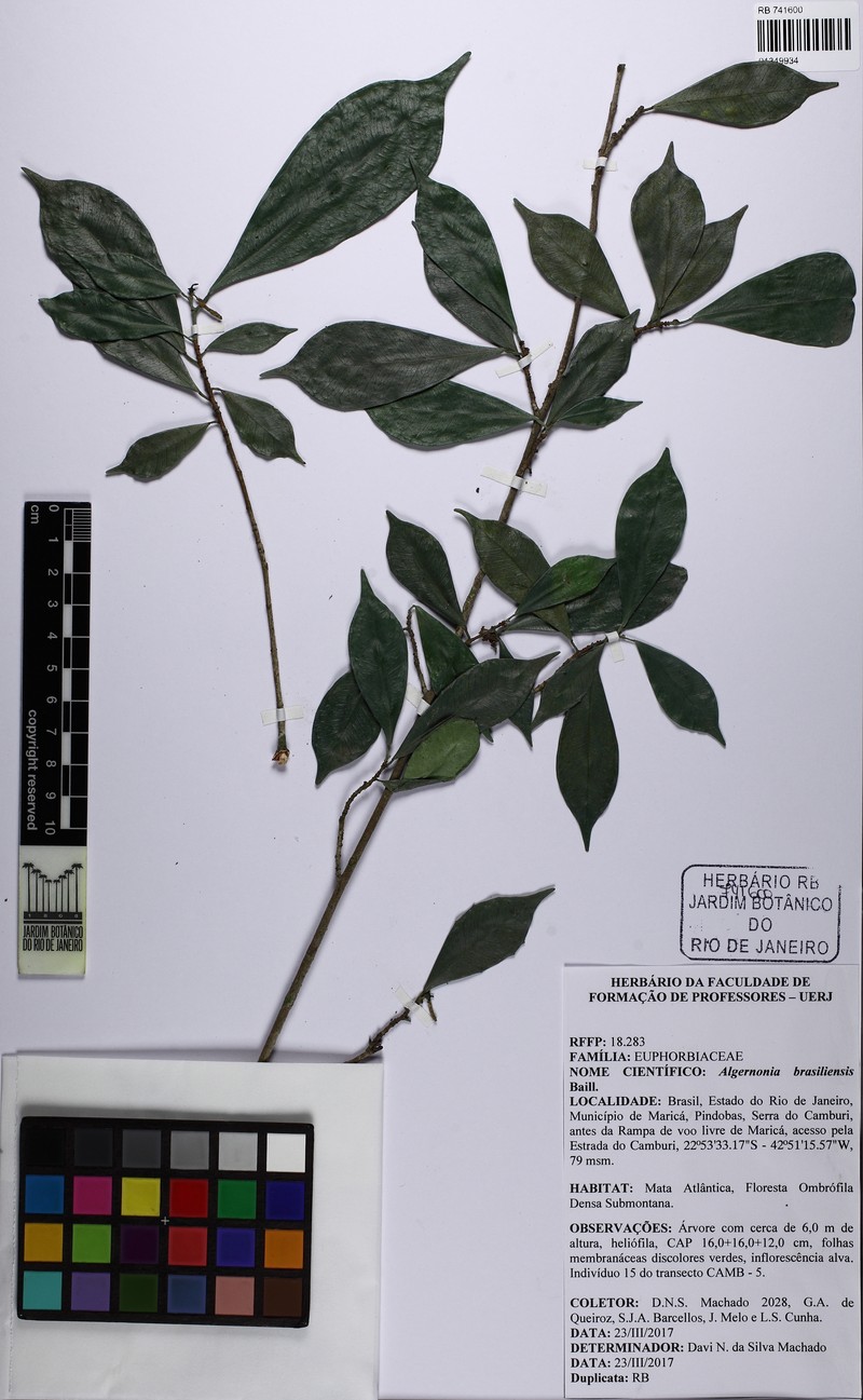 Algernonia brasiliensis photo 7