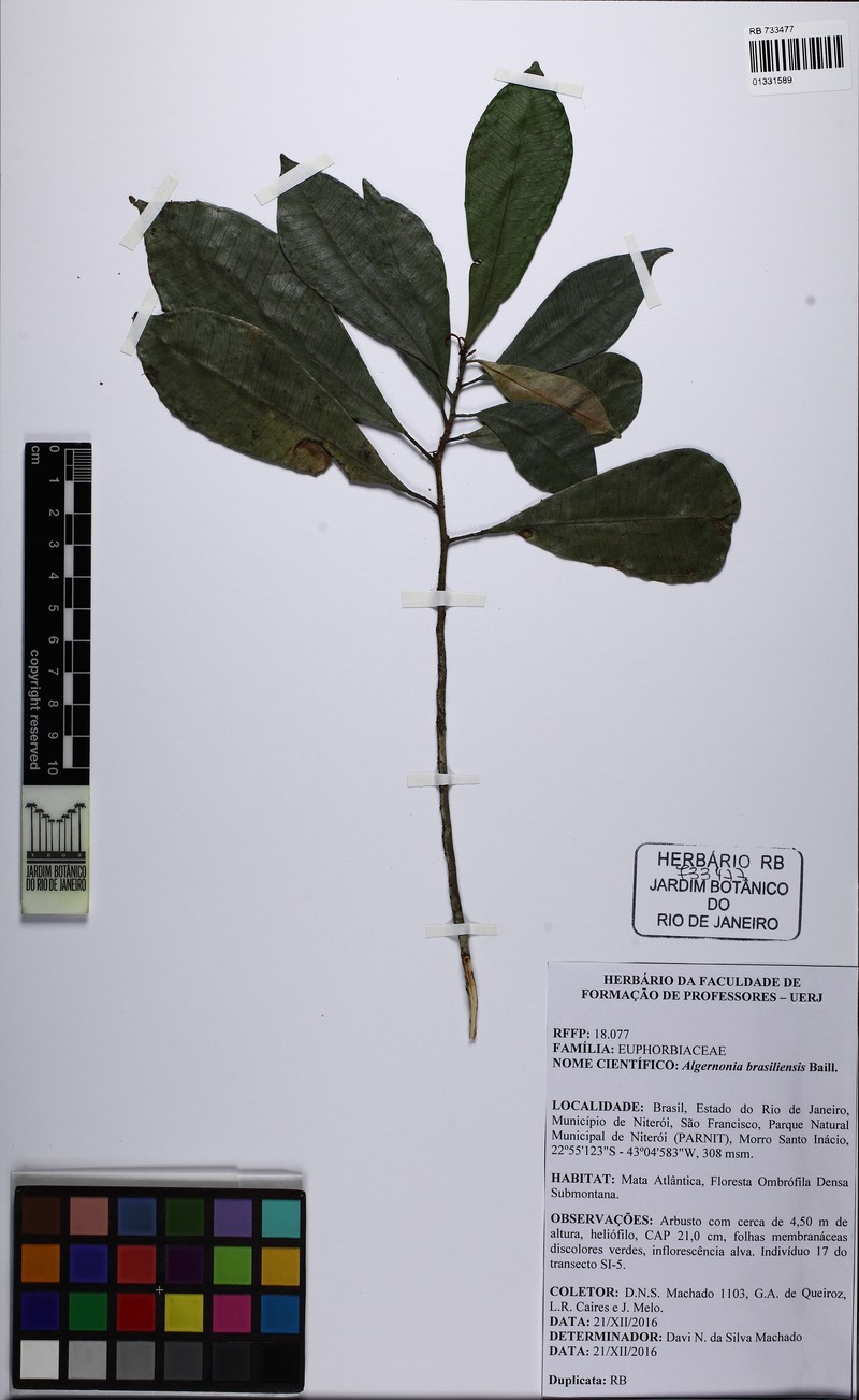 Algernonia brasiliensis photo 8