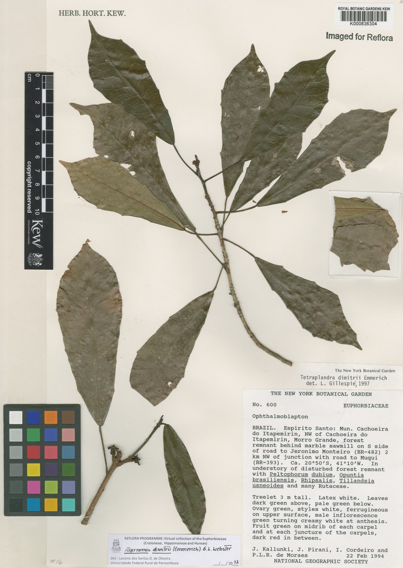 Algernonia dimitrii
