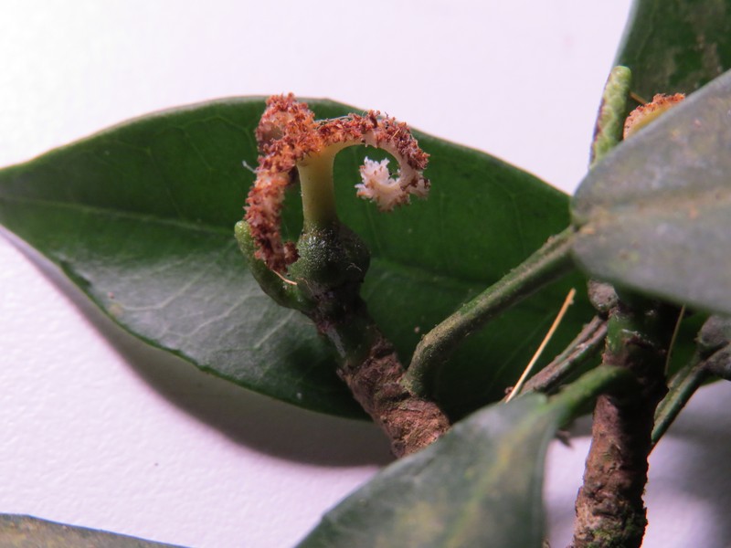 Algernonia leandrii