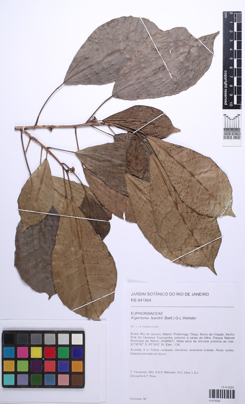 Algernonia leandrii photo 4